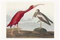 Picture of Vintage Scarlet Ibis Bird _GroupedProduct_Rectangle_Landscape_Unframed_Print_Only_