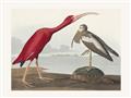 Picture of Vintage Scarlet Ibis Bird _GroupedProduct_Rectangle_Landscape_Unframed_Print_Only_