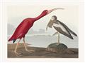 Picture of Vintage Scarlet Ibis Bird _GroupedProduct_Rectangle_Landscape_Unframed_Print_Only_