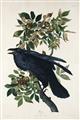 Picture of Raven From Birds of America (1827) _GroupedProduct_Rectangle_Portrait_Unframed_Print_Only_
