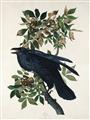 Picture of Raven From Birds of America (1827) _GroupedProduct_Rectangle_Portrait_Unframed_Print_Only_