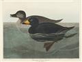 Picture of Vintage Scoter Duck _GroupedProduct_Rectangle_Landscape_Unframed_Print_Only_