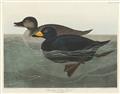 Picture of Vintage Scoter Duck _GroupedProduct_Rectangle_Landscape_Unframed_Print_Only_