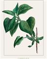 Picture of Nostalgic Green Lilac Leaves _GroupedProduct_Rectangle_Portrait_Unframed_Print_Only_