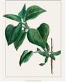 Picture of Nostalgic Green Lilac Leaves _GroupedProduct_Rectangle_Portrait_Unframed_Print_Only_
