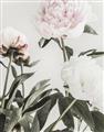 Picture of Romantic Blur Peony V _GroupedProduct_Rectangle_Portrait_Photography _GroupedProduct_Rectangle_Portrait_Unframed_Print_Only_