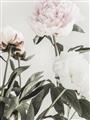 Picture of Romantic Blur Peony V _GroupedProduct_Rectangle_Portrait_Photography _GroupedProduct_Rectangle_Portrait_Unframed_Print_Only_