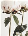 Picture of Romantic Blur Peony IV _GroupedProduct_Rectangle_Portrait_Photography _GroupedProduct_Rectangle_Portrait_Unframed_Print_Only_