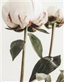 Picture of Romantic Blur Peony IV _GroupedProduct_Rectangle_Portrait_Photography _GroupedProduct_Rectangle_Portrait_Unframed_Print_Only_