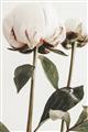 Picture of Romantic Blur Peony IV _GroupedProduct_Rectangle_Portrait_Photography _GroupedProduct_Rectangle_Portrait_Unframed_Print_Only_