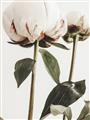 Picture of Romantic Blur Peony IV _GroupedProduct_Rectangle_Portrait_Photography _GroupedProduct_Rectangle_Portrait_Unframed_Print_Only_