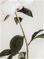 Picture of Romantic Blur Peony II _GroupedProduct_Rectangle_Portrait_Photography _GroupedProduct_Rectangle_Portrait_Unframed_Print_Only_