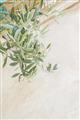 Picture of Few Olive Tree Leaves _GroupedProduct_Rectangle_Portrait_Photography _GroupedProduct_Rectangle_Portrait_Unframed_Print_Only_
