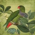 Picture of Vintage Tropical Birds II _GroupedProduct_Square_Unframed_Print_Only_