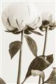 Picture of Romantic Blur Peony IV _GroupedProduct_Rectangle_Portrait_Photography _GroupedProduct_Rectangle_Portrait_Unframed_Print_Only_