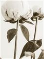 Picture of Romantic Blur Peony IV _GroupedProduct_Rectangle_Portrait_Photography _GroupedProduct_Rectangle_Portrait_Unframed_Print_Only_