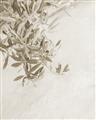 Picture of Few Olive Tree Leaves _GroupedProduct_Rectangle_Portrait_Photography _GroupedProduct_Rectangle_Portrait_Unframed_Print_Only_