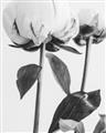 Picture of Romantic Blur Peony IV _GroupedProduct_Rectangle_Portrait_Photography _GroupedProduct_Rectangle_Portrait_Unframed_Print_Only_