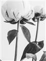 Picture of Romantic Blur Peony IV _GroupedProduct_Rectangle_Portrait_Photography _GroupedProduct_Rectangle_Portrait_Unframed_Print_Only_