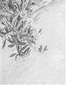 Picture of Few Olive Tree Leaves _GroupedProduct_Rectangle_Portrait_Photography _GroupedProduct_Rectangle_Portrait_Unframed_Print_Only_