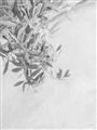 Picture of Few Olive Tree Leaves _GroupedProduct_Rectangle_Portrait_Photography _GroupedProduct_Rectangle_Portrait_Unframed_Print_Only_