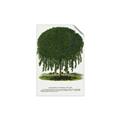 Picture of Kilmarnock Weeping Willow Tree Lithograph _GroupedProduct_Rectangle_Portrait_Unframed_Print_Only_