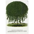 Picture of Kilmarnock Weeping Willow Tree Lithograph _GroupedProduct_Rectangle_Portrait_Unframed_Print_Only_