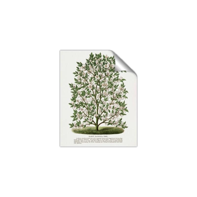 Picture of Hardy Magnolia Tree Lithograph _GroupedProduct_Rectangle_Portrait_Unframed_Print_Only_