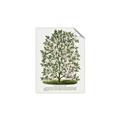 Picture of Hardy Magnolia Tree Lithograph _GroupedProduct_Rectangle_Portrait_Unframed_Print_Only_