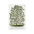 Picture of Hardy Magnolia Tree Lithograph _GroupedProduct_Rectangle_Portrait_Unframed_Print_Only_