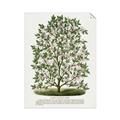 Picture of Hardy Magnolia Tree Lithograph _GroupedProduct_Rectangle_Portrait_Unframed_Print_Only_