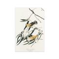 Picture of Two Yellow Warbler Birds _GroupedProduct_Rectangle_Portrait_Unframed_Print_Only_