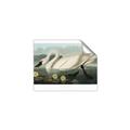 Picture of Vintage Floating White Swan _GroupedProduct_Rectangle_Landscape_Unframed_Print_Only_