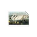 Picture of Vintage Floating White Swan _GroupedProduct_Rectangle_Landscape_Unframed_Print_Only_