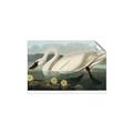 Picture of Vintage Floating White Swan _GroupedProduct_Rectangle_Landscape_Unframed_Print_Only_