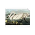 Picture of Vintage Floating White Swan _GroupedProduct_Rectangle_Landscape_Unframed_Print_Only_