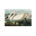 Picture of Vintage Floating White Swan _GroupedProduct_Rectangle_Landscape_Unframed_Print_Only_