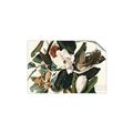 Picture of Black Billed Cuckoo Bird _GroupedProduct_Rectangle_Landscape_Unframed_Print_Only_