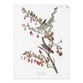 Picture of Vintage Tree Sparrow _GroupedProduct_Rectangle_Portrait_Unframed_Print_Only_