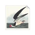 Picture of Black Skimmer From Birds of America (1827) _GroupedProduct_Square_Unframed_Print_Only_