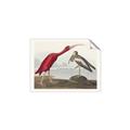 Picture of Vintage Scarlet Ibis Bird _GroupedProduct_Rectangle_Landscape_Unframed_Print_Only_