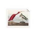 Picture of Vintage Scarlet Ibis Bird _GroupedProduct_Rectangle_Landscape_Unframed_Print_Only_