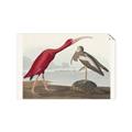 Picture of Vintage Scarlet Ibis Bird _GroupedProduct_Rectangle_Landscape_Unframed_Print_Only_