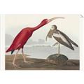 Picture of Vintage Scarlet Ibis Bird _GroupedProduct_Rectangle_Landscape_Unframed_Print_Only_