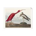 Picture of Vintage Scarlet Ibis Bird _GroupedProduct_Rectangle_Landscape_Unframed_Print_Only_