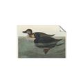 Picture of Vintage Scoter Duck _GroupedProduct_Rectangle_Landscape_Unframed_Print_Only_