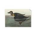 Picture of Vintage Scoter Duck _GroupedProduct_Rectangle_Landscape_Unframed_Print_Only_