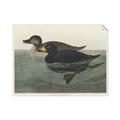 Picture of Vintage Scoter Duck _GroupedProduct_Rectangle_Landscape_Unframed_Print_Only_
