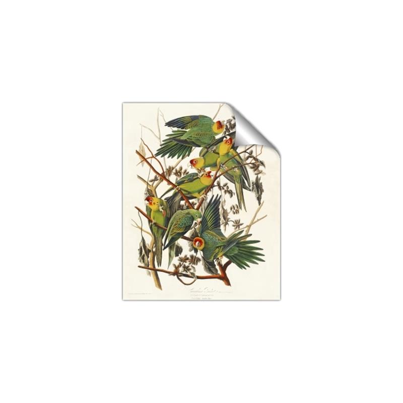 Picture of Vintage Carolina Parrot _GroupedProduct_Rectangle_Portrait_Unframed_Print_Only_