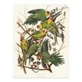Picture of Vintage Carolina Parrot _GroupedProduct_Rectangle_Portrait_Unframed_Print_Only_
